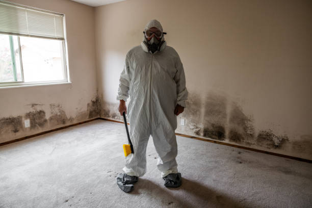 Best White Mold Remediation in Assumption, IL